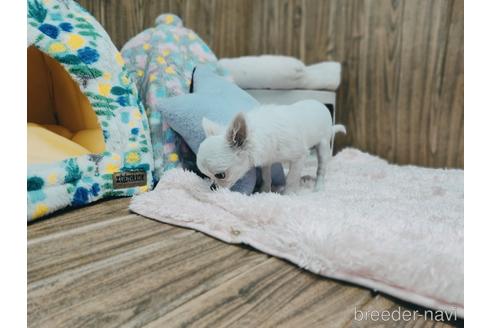 成約済の兵庫県のチワワ(ロングコート)-157036の13枚目